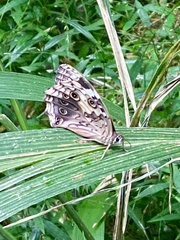 Paralethe dendrophilus