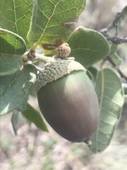 Quercus striatula