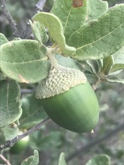 Quercus striatula