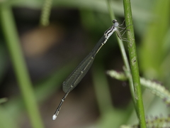 Labidiosticta vallisi