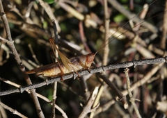 Conocephalus spinosus