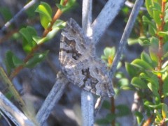 Xanthorhoe vacuaria