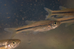 Rasbora steineri