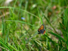 Lycaena phlaeas daimio
