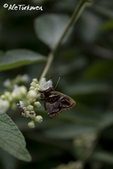 Anteros carausius carausius