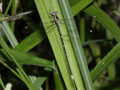 Episynlestes albicaudus