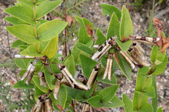 Platylobium parviflorum