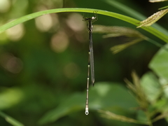 Episynlestes albicaudus