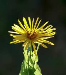 Inula helenium