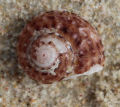 Modelia granosa