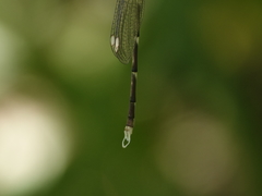 Episynlestes albicaudus