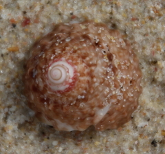 Coelotrochus viridis
