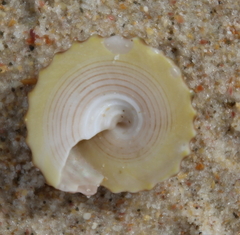 Coelotrochus viridis