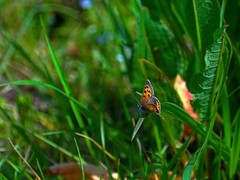 Lycaena phlaeas daimio