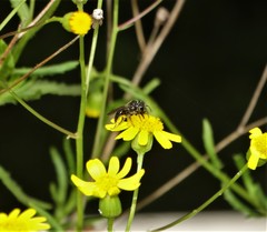 Senecio polyanthemoides
