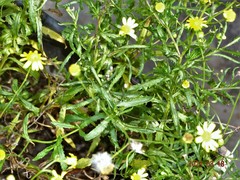 Senecio polyanthemoides