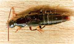 Quedius mesomelinus