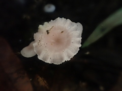 Hygrocybe roseoflavida