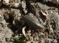 Ligia occidentalis