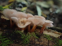 Hygrocybe roseoflavida