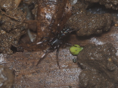 Oedignatha scrobiculata