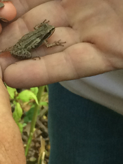 Pseudacris triseriata