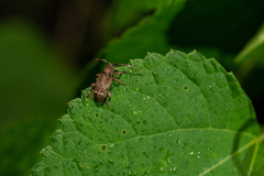 Pterolophia postfasciculata