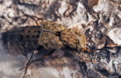 Ontholestes tessellatus