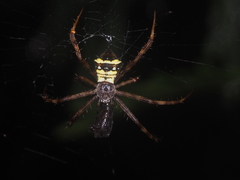 Argiope reinwardti