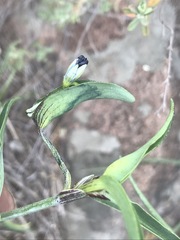 Commelina dianthifolia