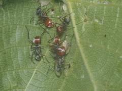 Polyrhachis bicolor