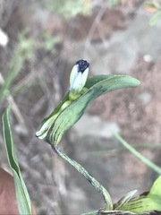 Commelina dianthifolia