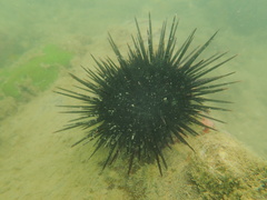 Heliocidaris crassispina