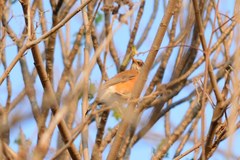 Turdus rufopalliatus