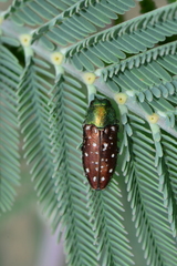 Diphucrania leucosticta