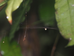Dolichognatha