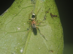 Emertonius exasperans