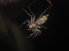 Phaeacius fimbriatus