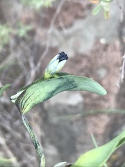 Commelina dianthifolia