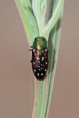 Diphucrania leucosticta