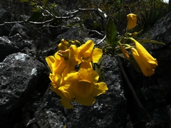 Tecoma stans velutina