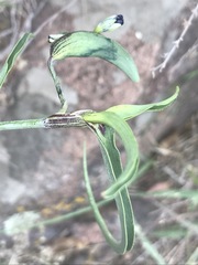 Commelina dianthifolia