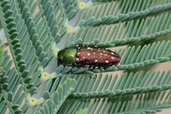 Diphucrania leucosticta