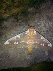 Citheronia splendens