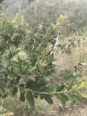 Quercus striatula