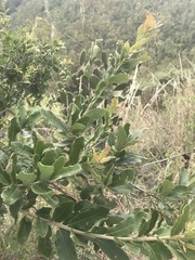 Quercus striatula