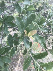 Quercus striatula