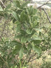 Quercus striatula