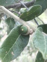 Quercus striatula