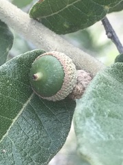 Quercus striatula